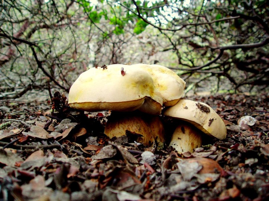 Pleurotus eryngii гриб
