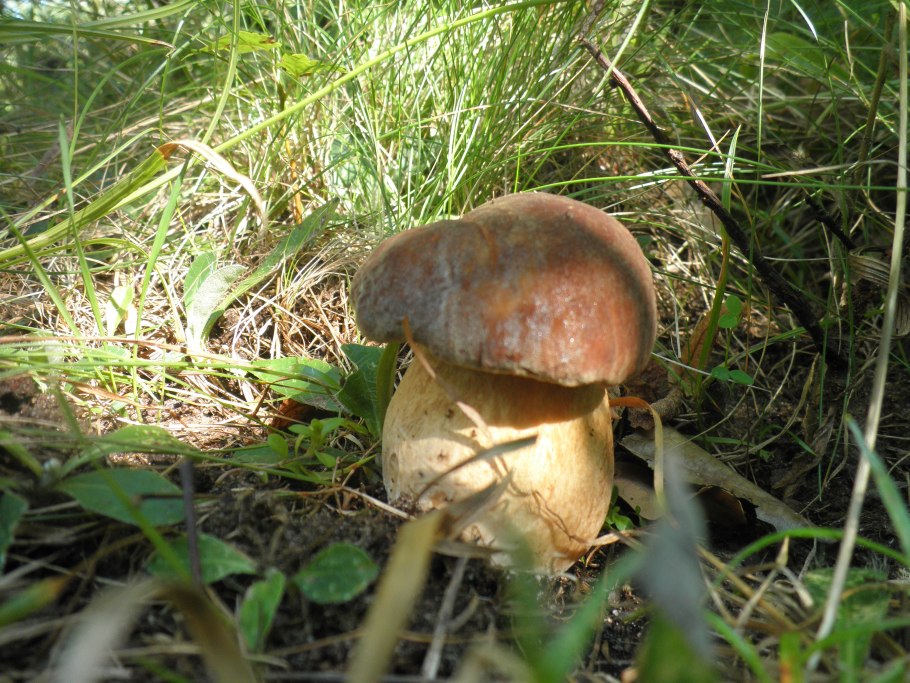 Царский гриб Краснодар