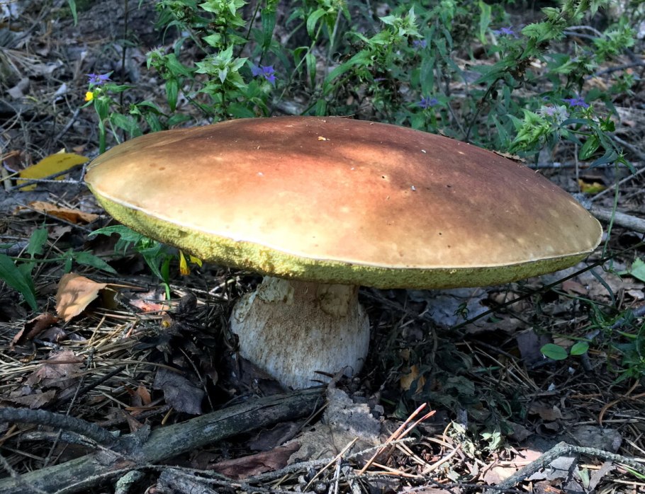 Гриб белый Боровик Королевский