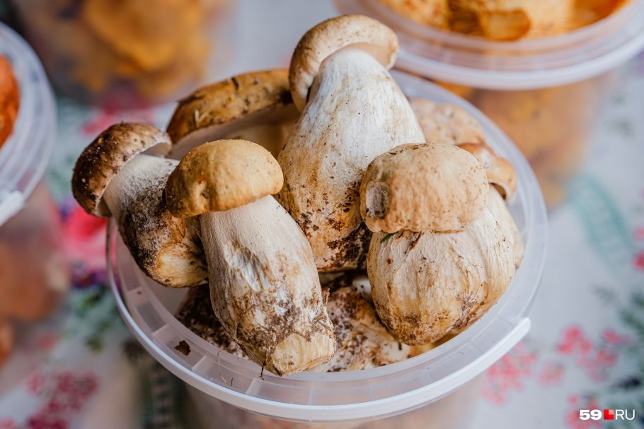 Болет Королевский гриб