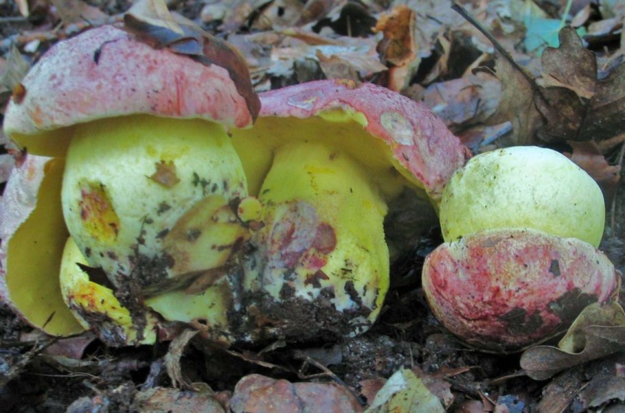 Национальннские боры грибы белые