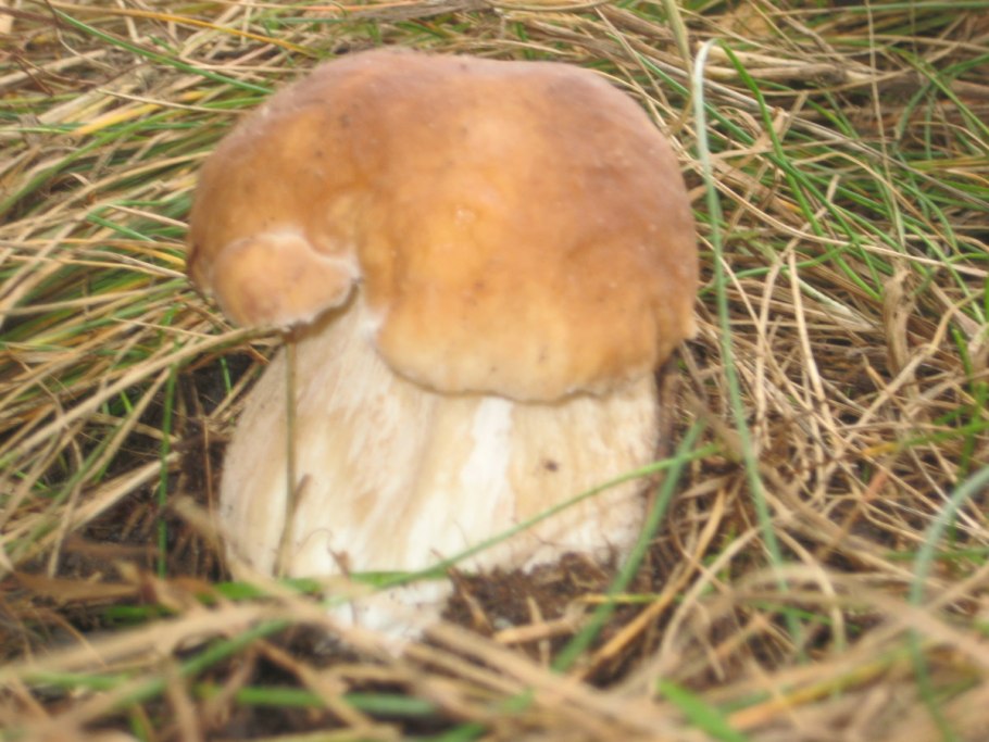 Грибы ХМАО Югры