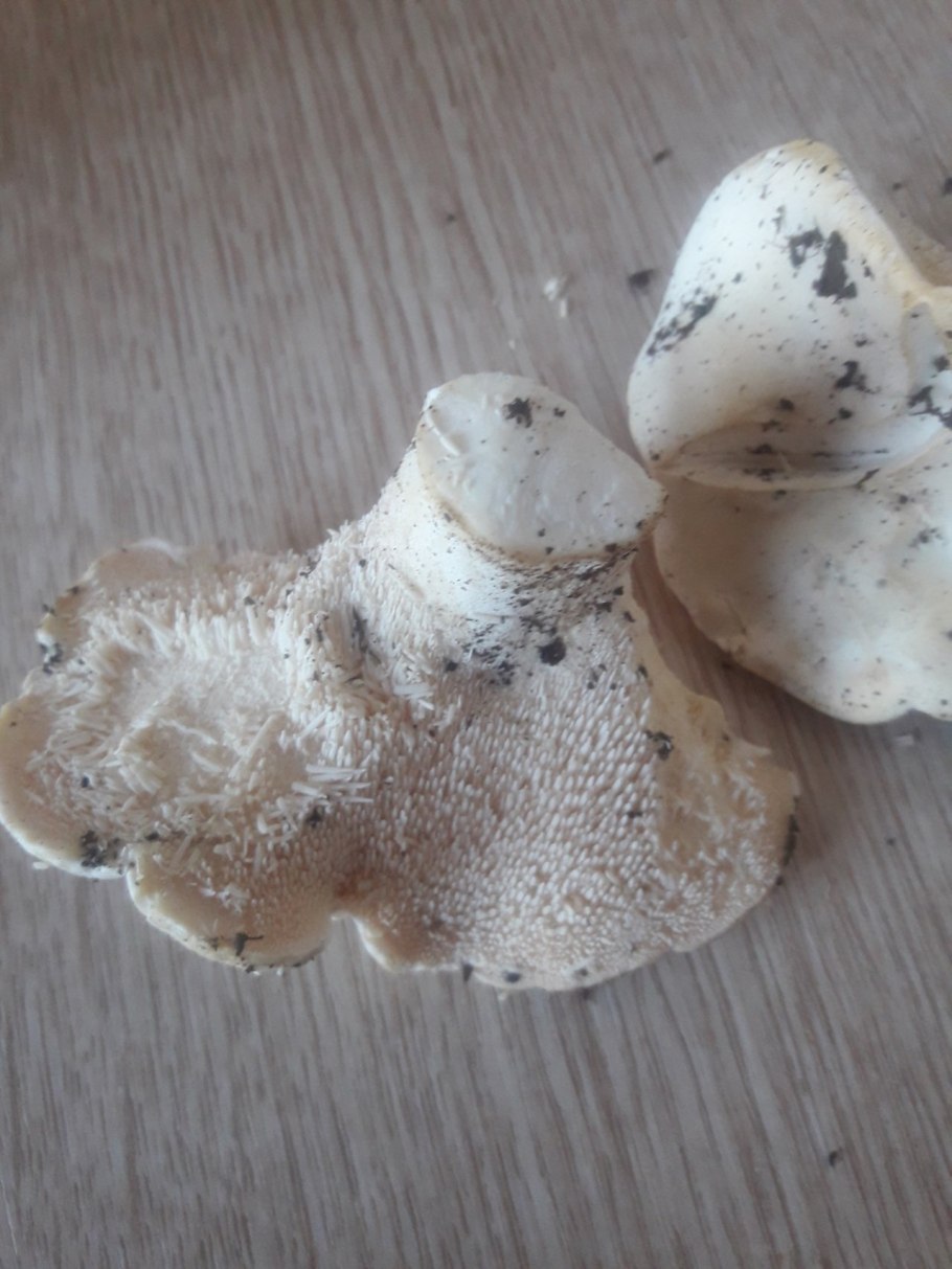 Белый гриб еловый