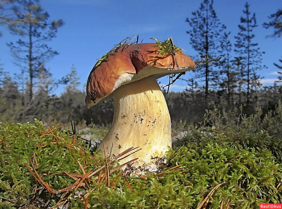 Белые грибы в карелии