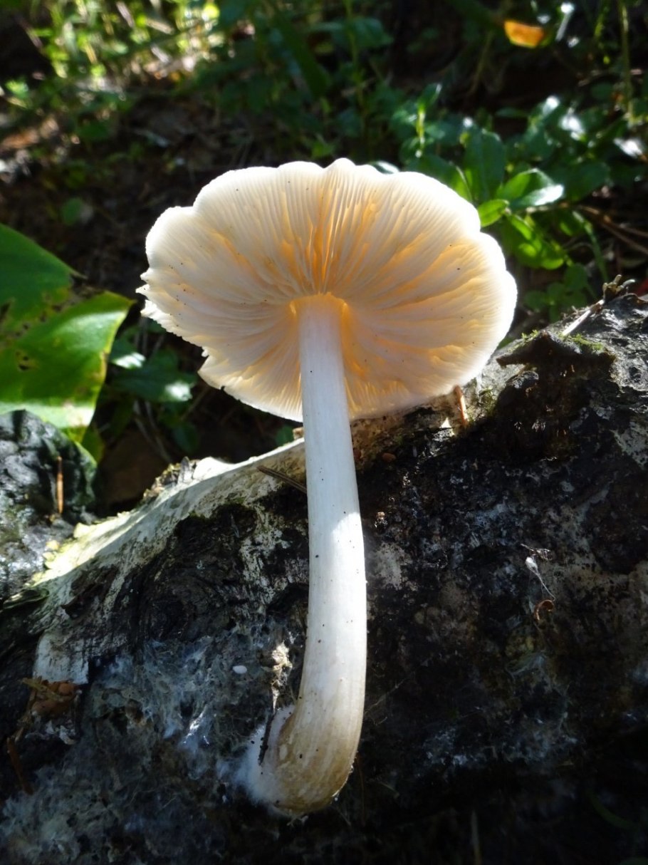 Гриб Плютей белый