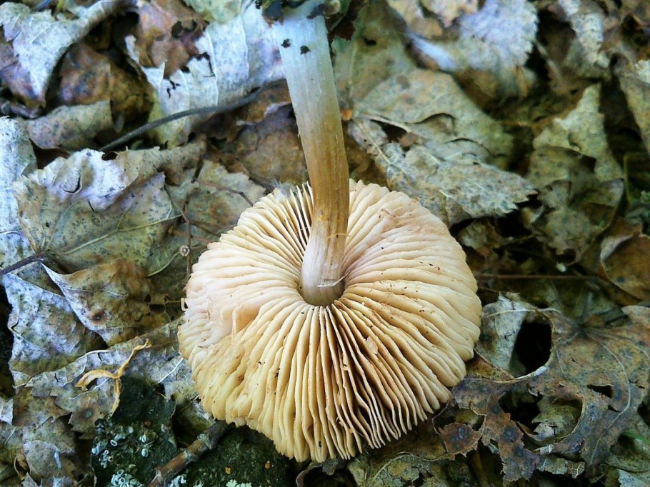 Плютей жилковатый