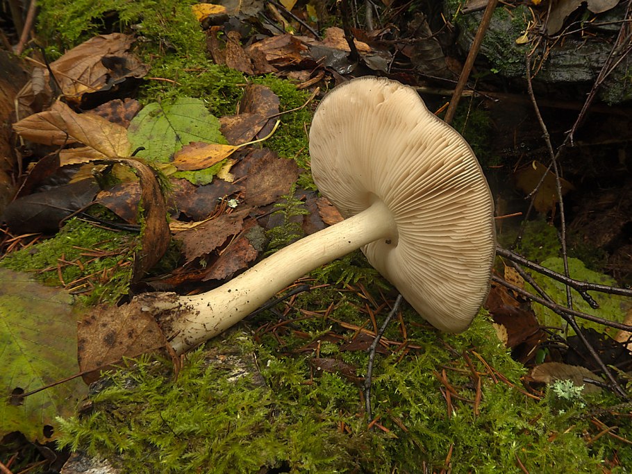 Плютей синеногий