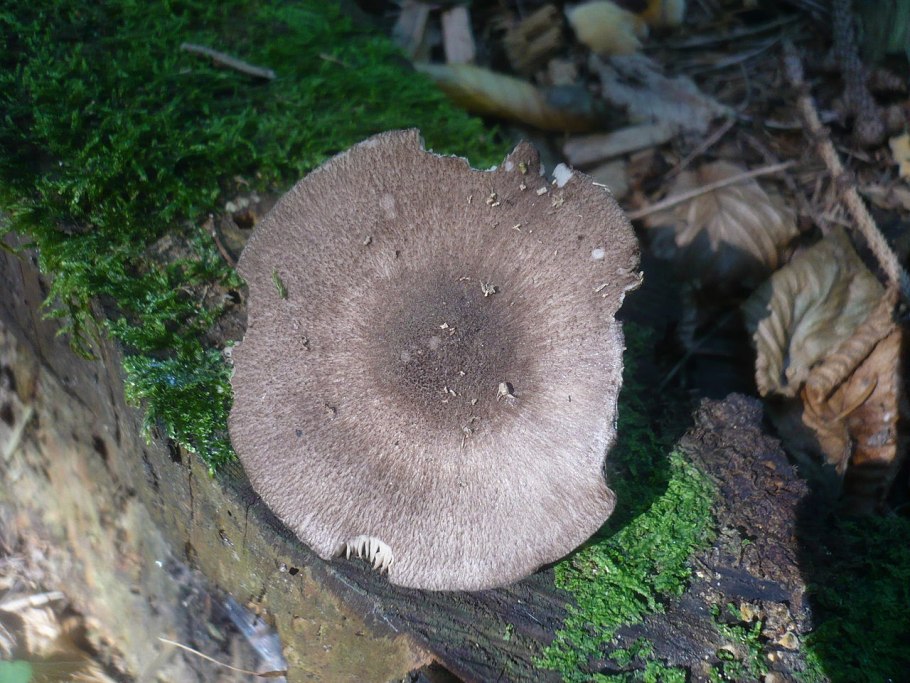 Плютень желтый