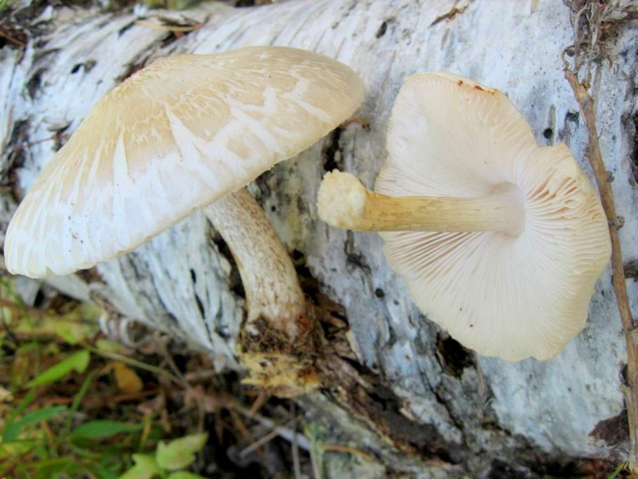 Pluteus pellitus
