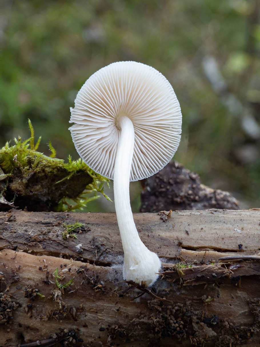 Пластинчатые грибы Плютей Олений