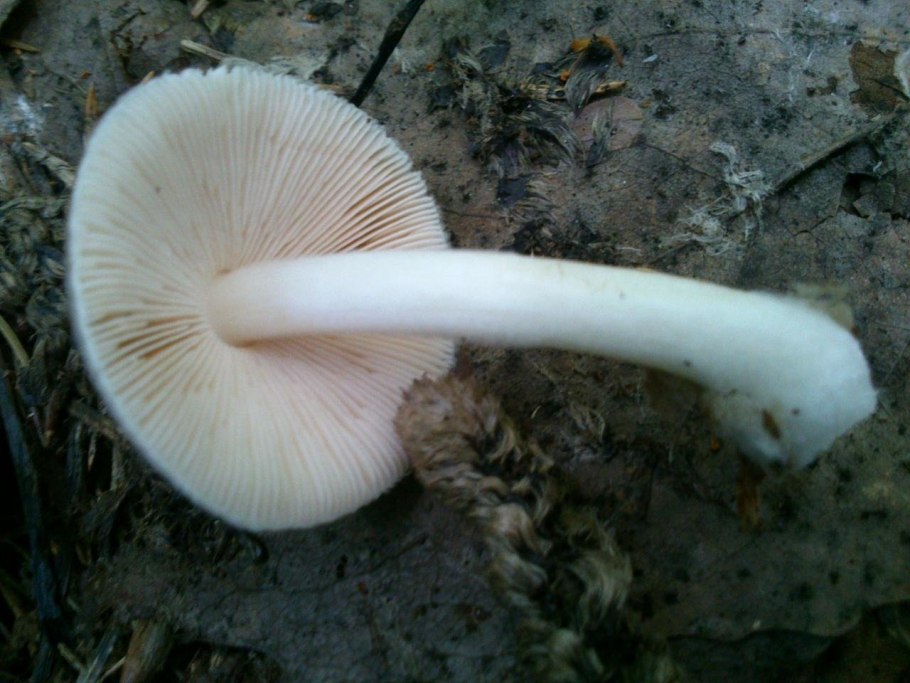 Гриб Плютей белый