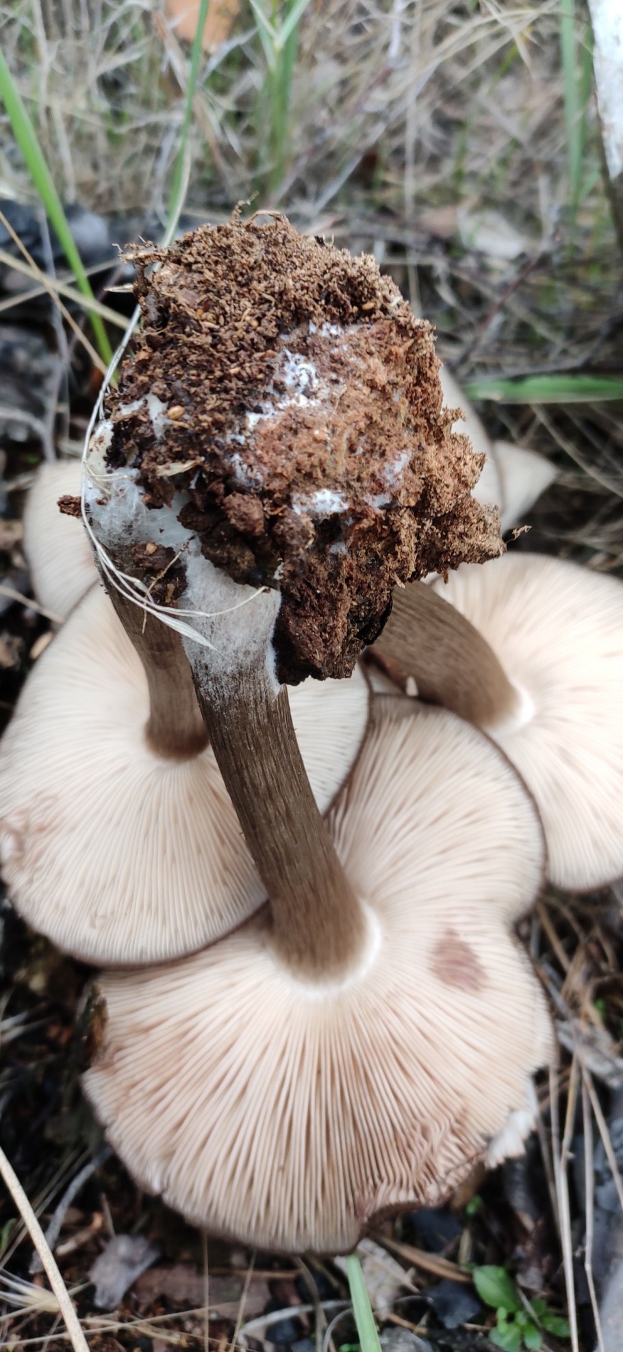 Название грибов на чувашском