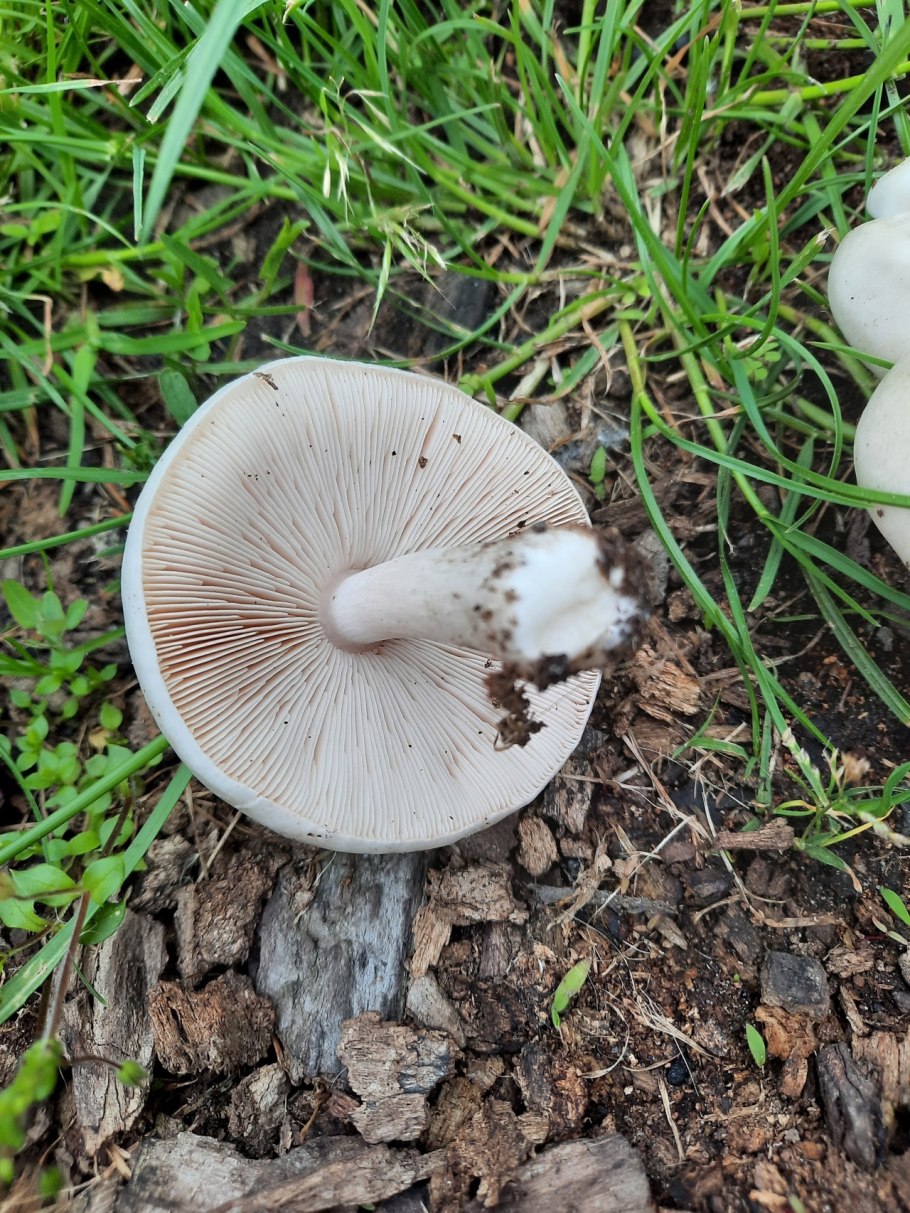 Плютей обыкновенный