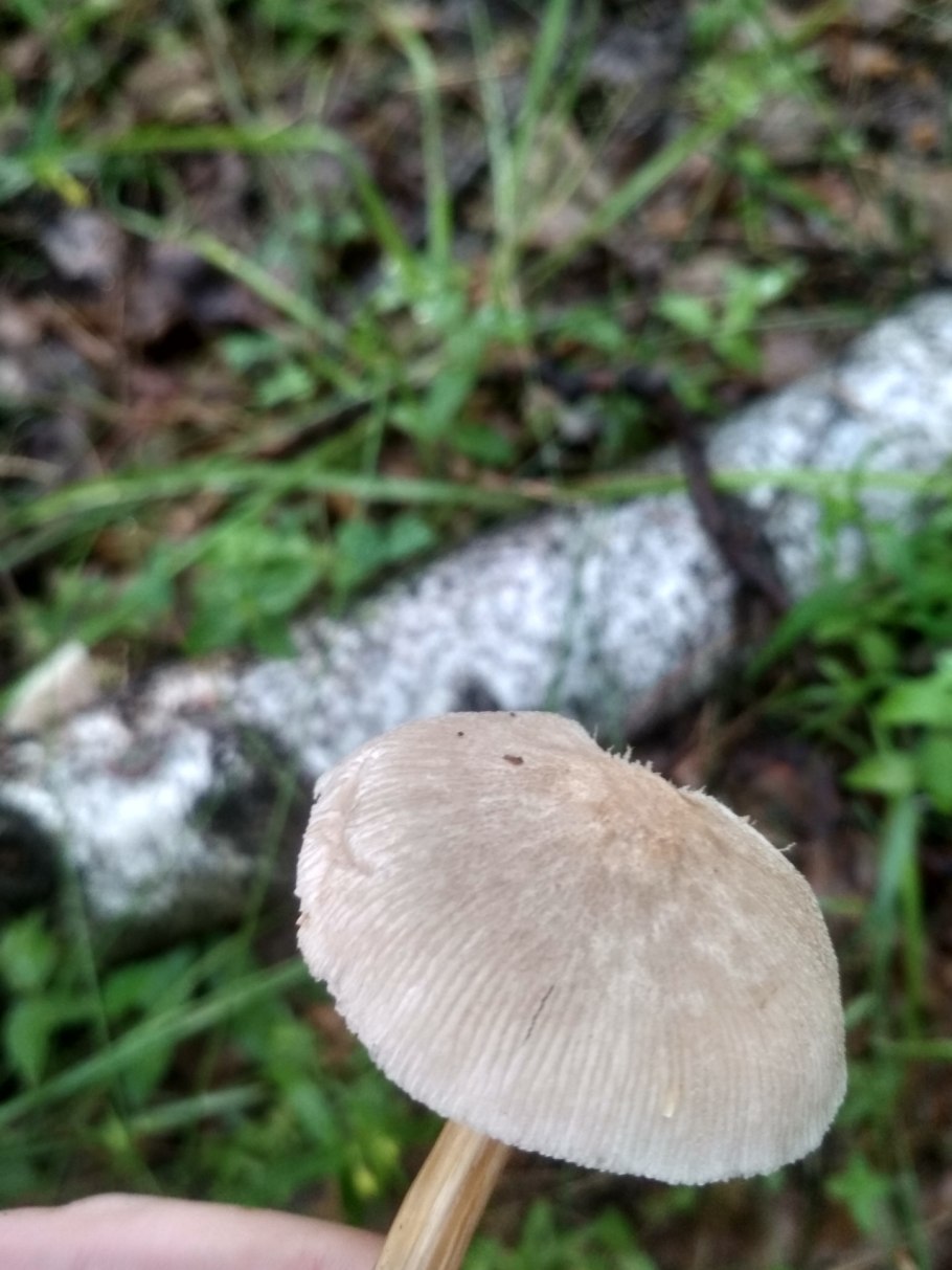 Плютей гриб