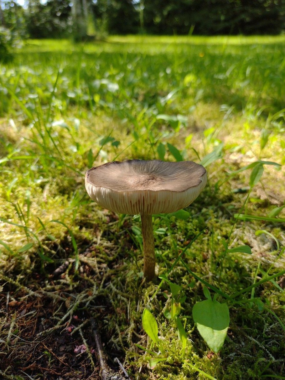 Плютей бархатистоножковый