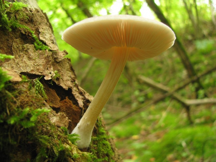 Плютей бархатистоножковый