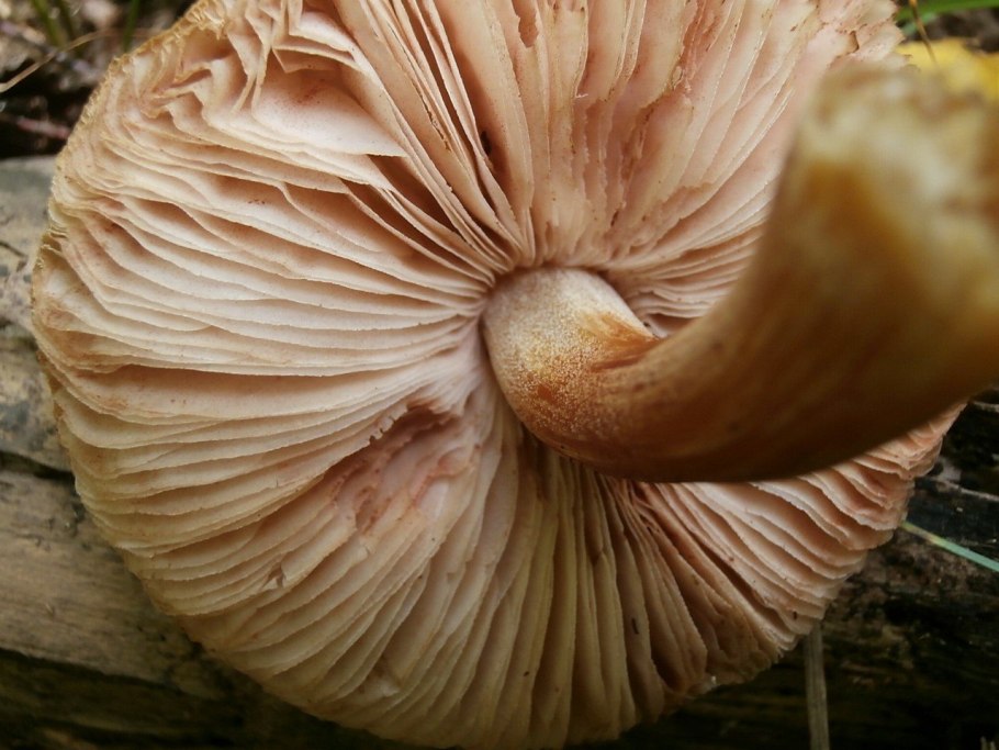 Плютей бархатистоножковый