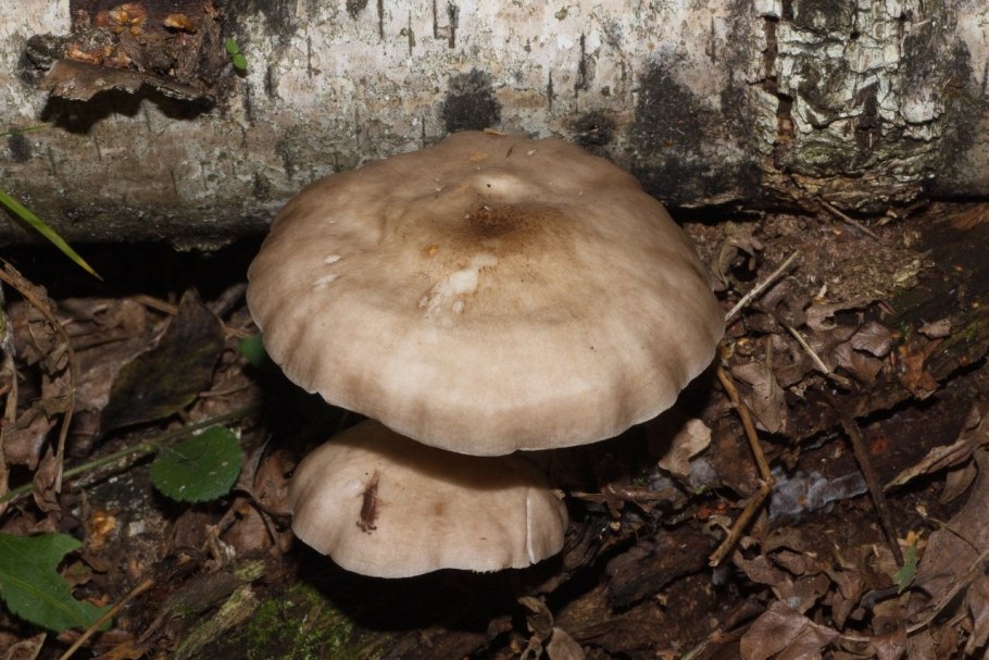 Pluteus longistriatus форум