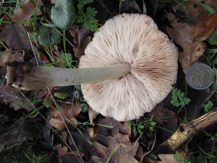 Плютей благородный Pluteus petasatus