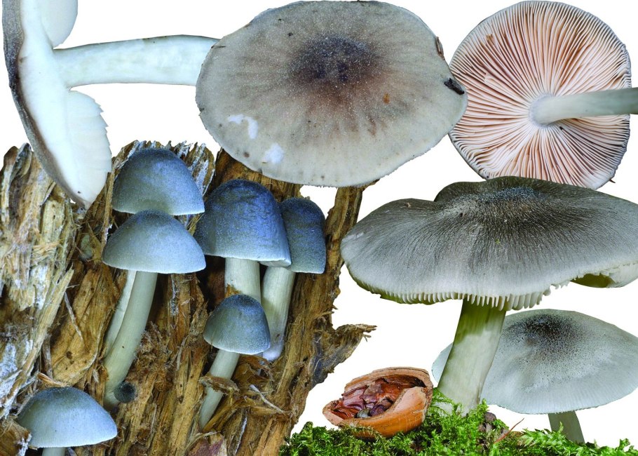 Плютей Олений гриб