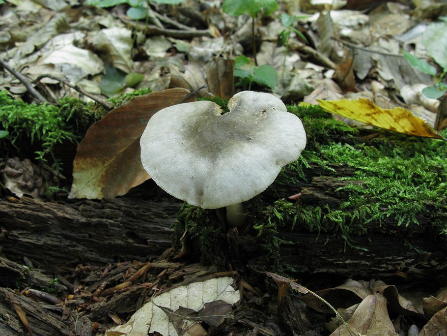 Плютей Олений белый