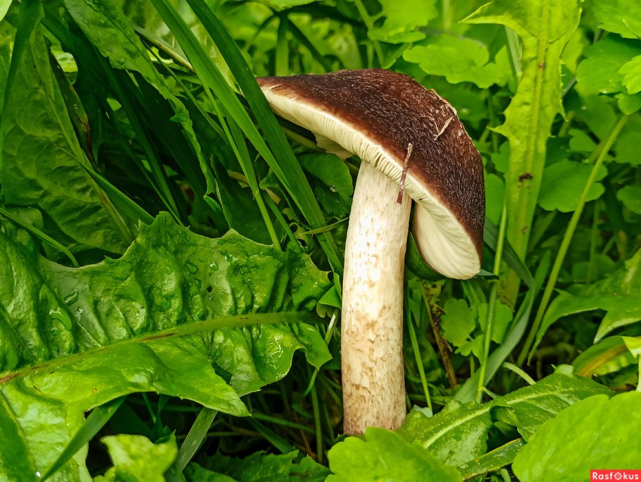 Polyporus pseudobetulinus