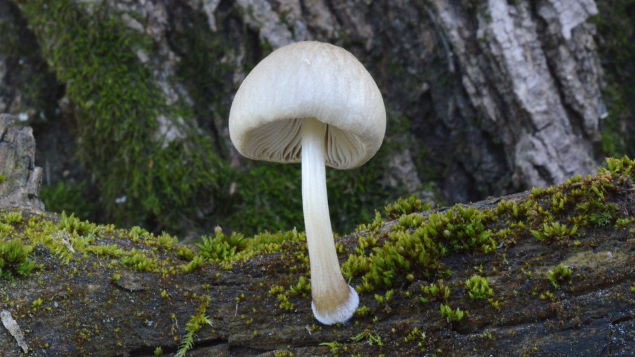 Плютей бархатистоножковый