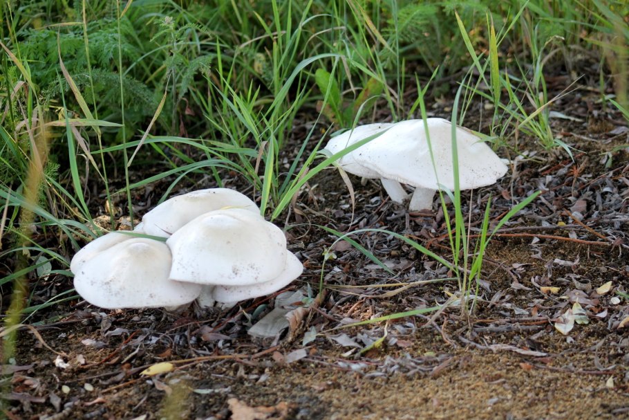 Грибы Нижегородской области для соления