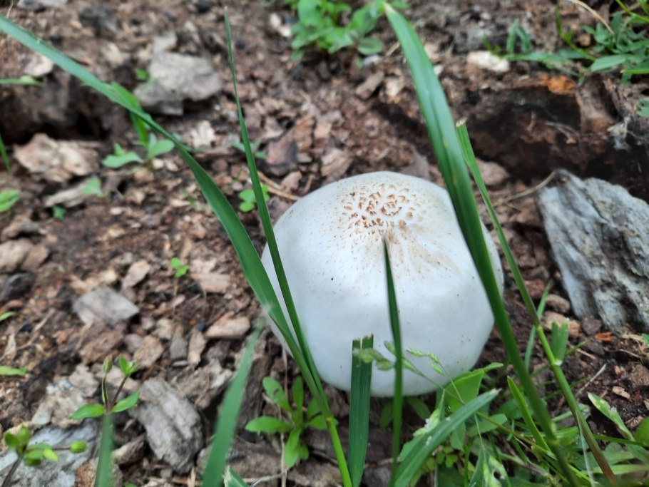 Гриб зонтик белый macrolepiota excoriata