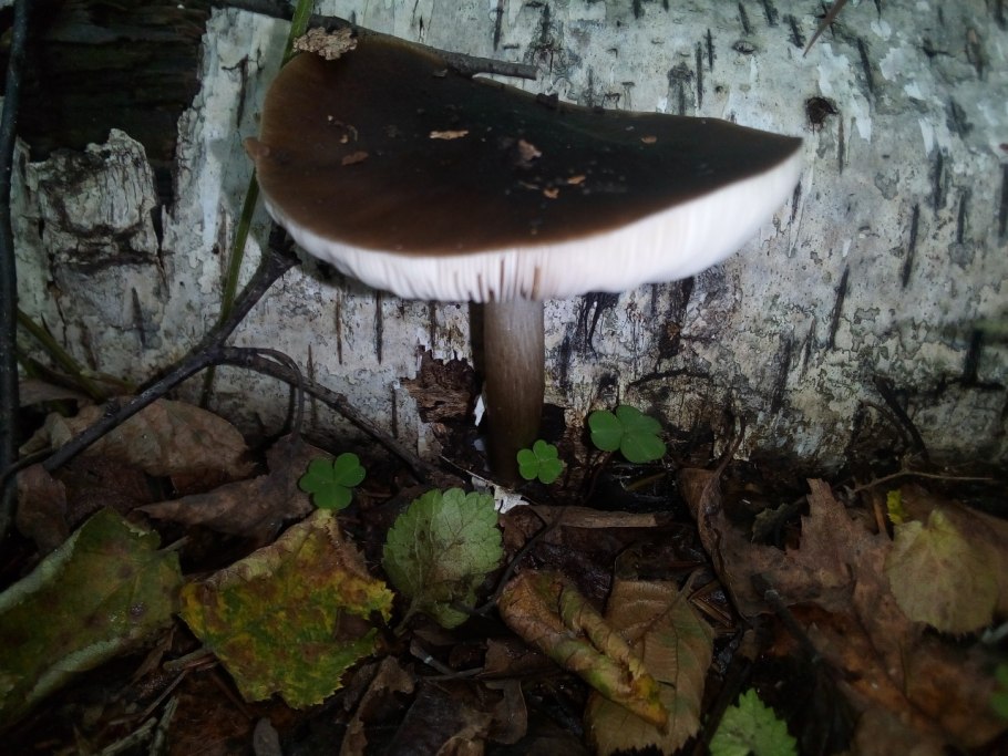 Плютей благородный фото