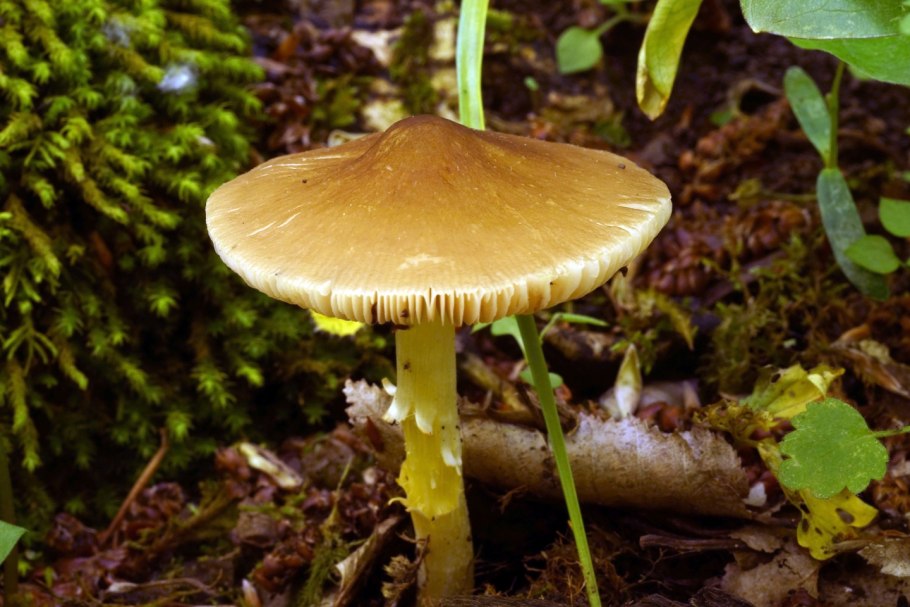 Плютей петаcатус