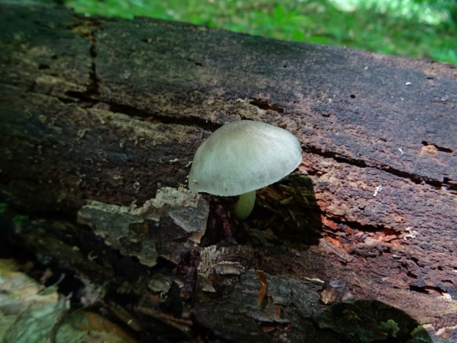Pluteus hispidulus