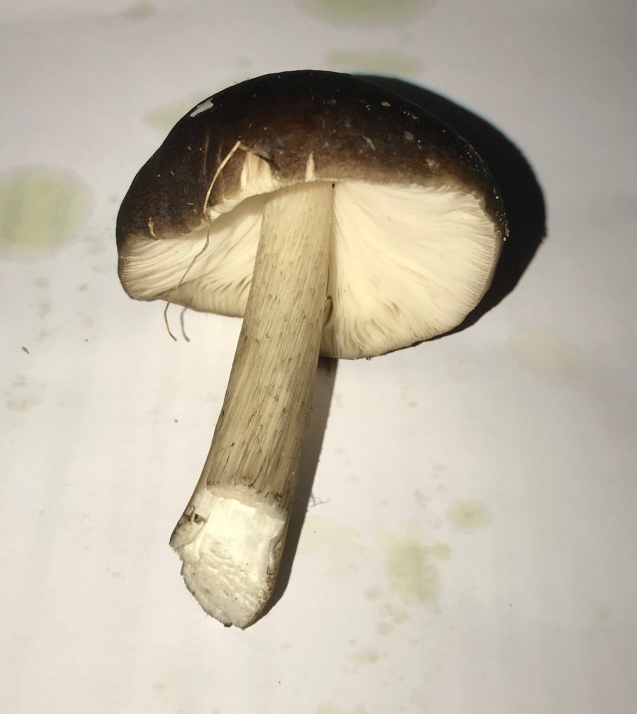 Плютей Роберта ложный