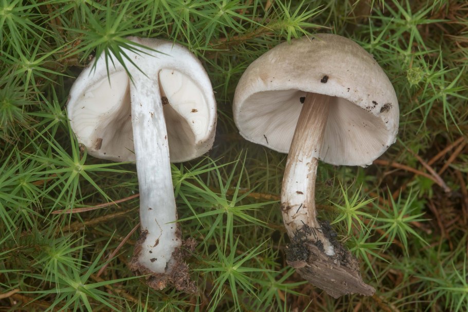 Ghost Mushroom Classic