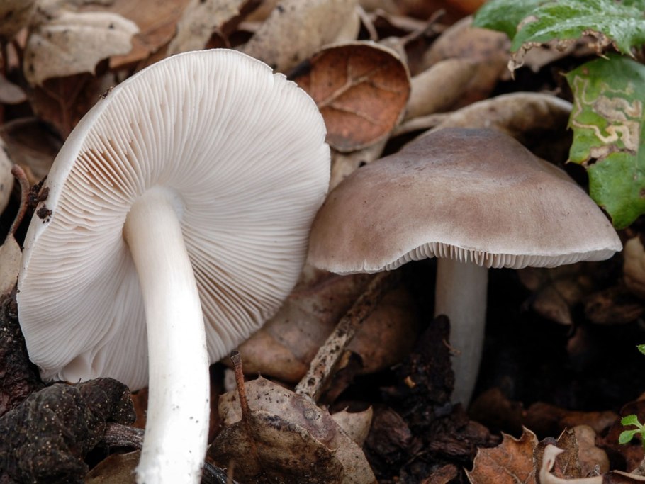 Плютей благородный Pluteus petasatus