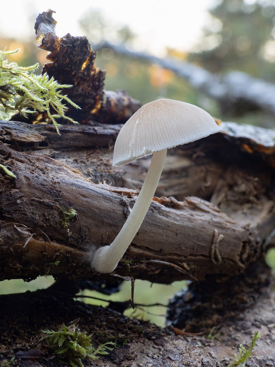 Плютей Олений белый