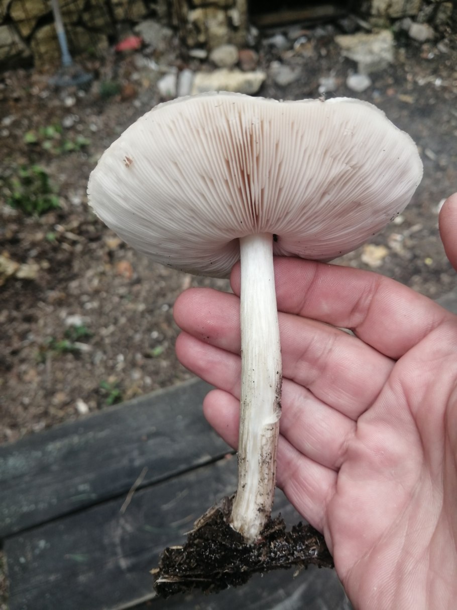 Плютей петаcатус