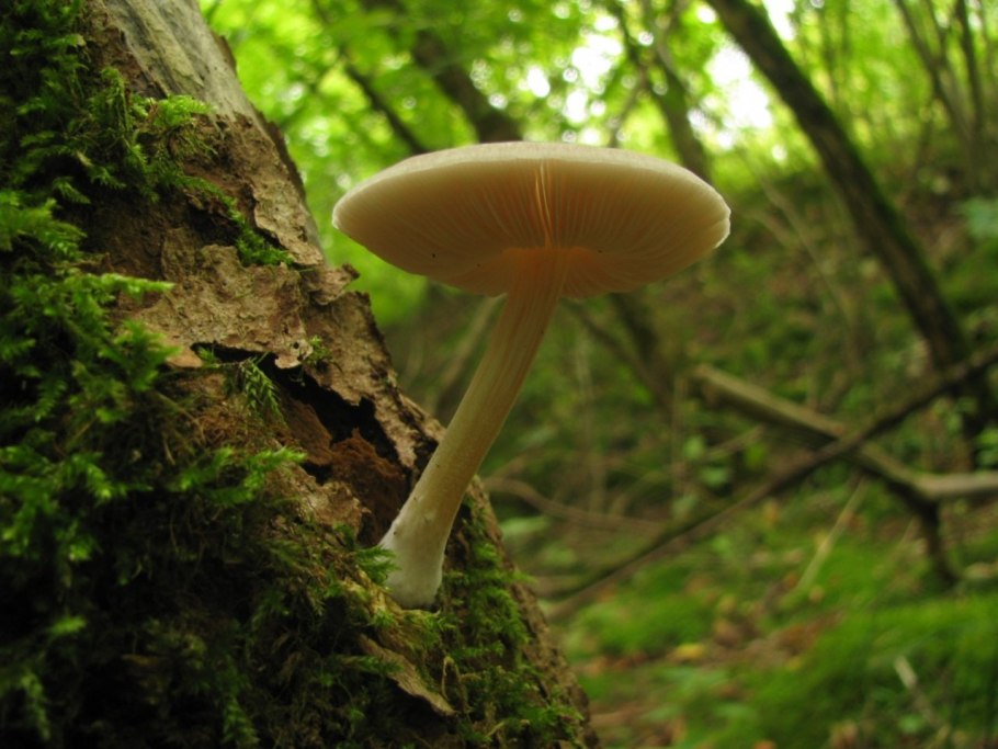 Плютей бархатистоножковый