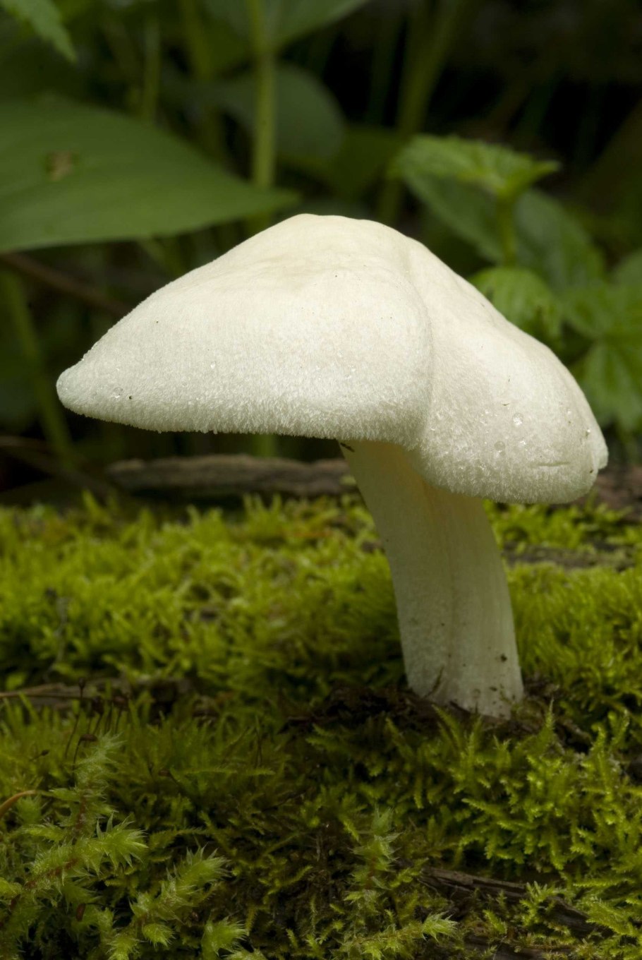 Плютей ивовый гриб