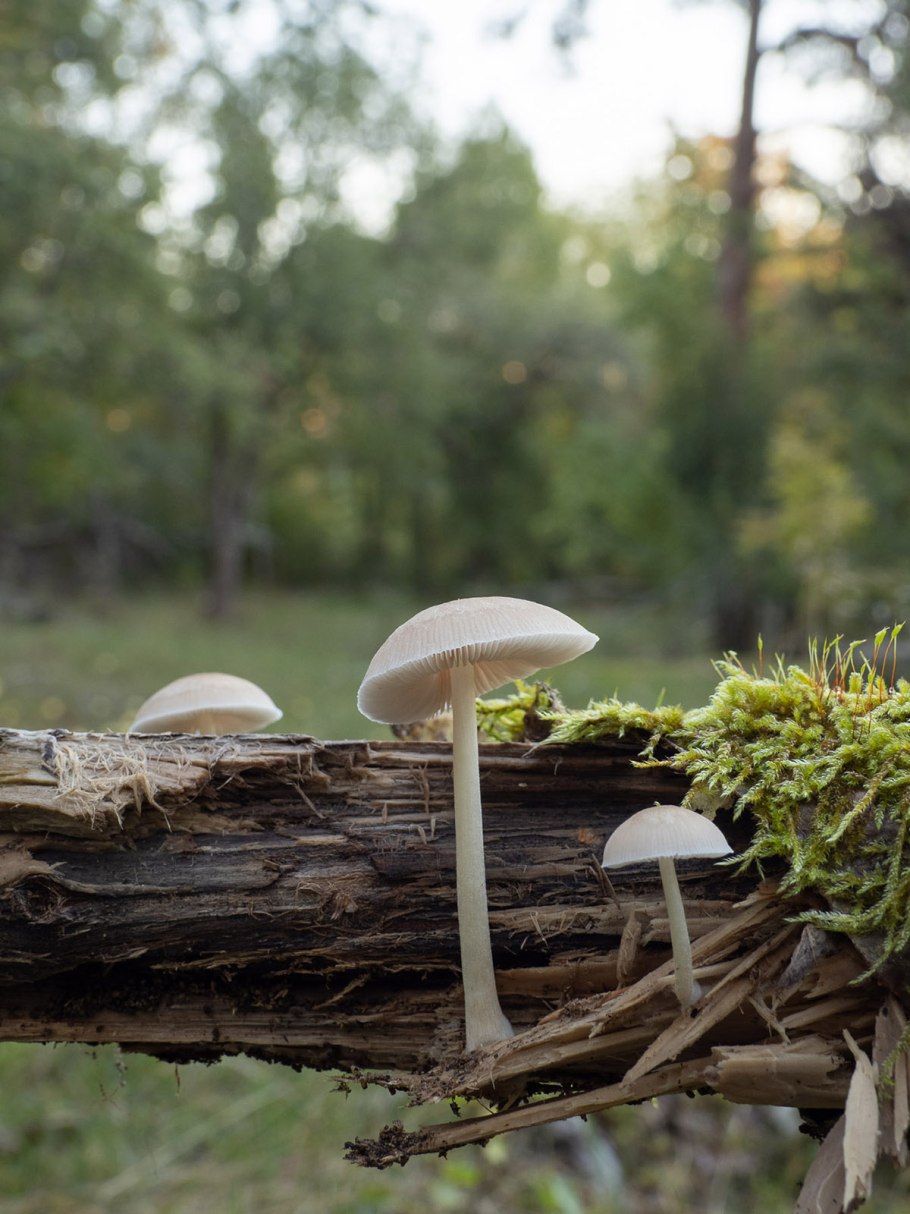 Как выглядит молодой белый гриб