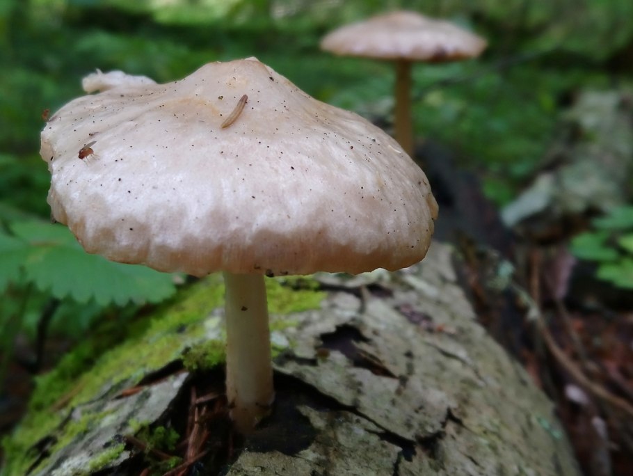 Плютей обыкновенный