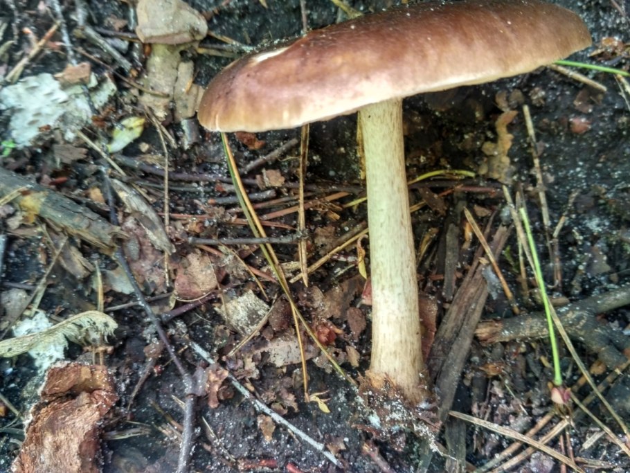 Плютей ивовый