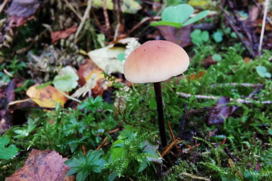 Плютей умбровый