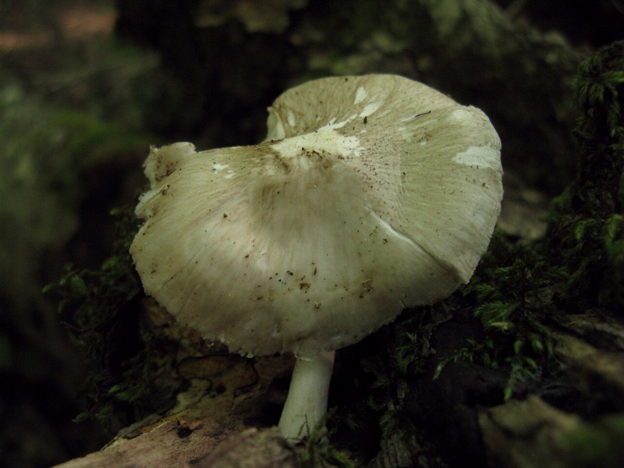 Плютей гриб