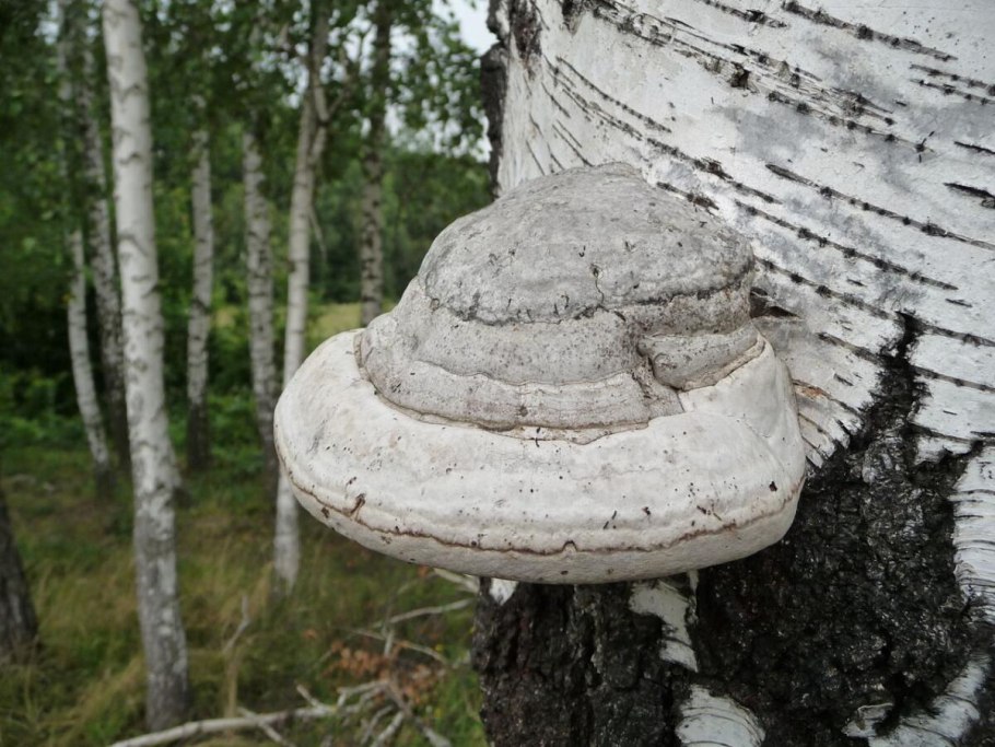 Редкие грибы на Березе