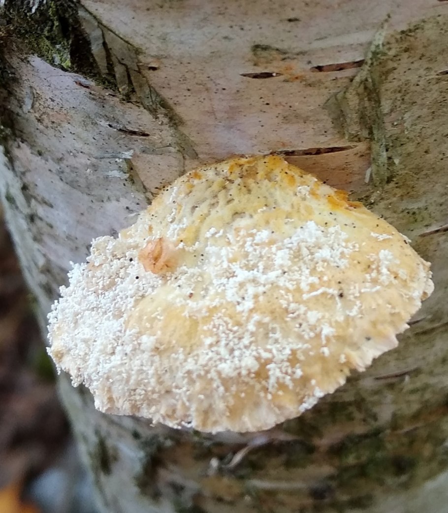 Трутовик березовый (Piptoporus betulinus)