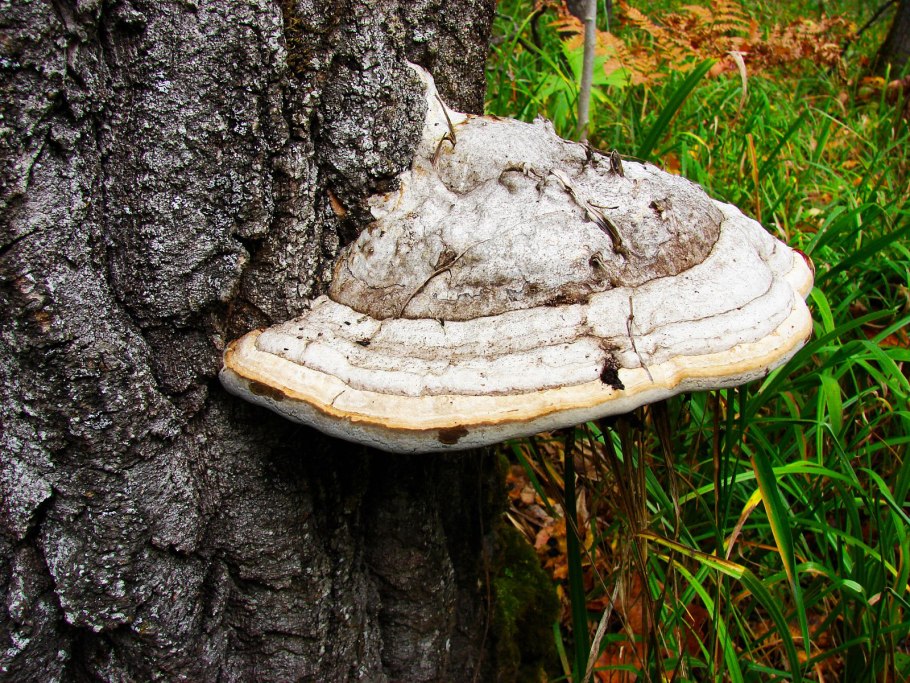 Гриб fomes officinalis
