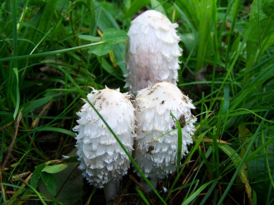 Березовая губка Piptoporus betulinus