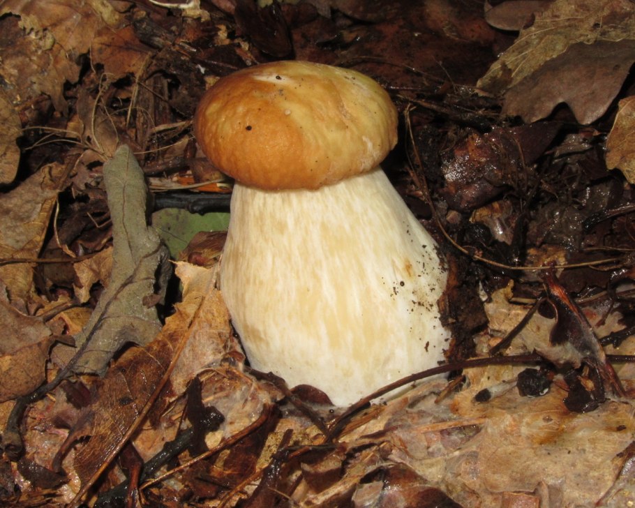 Информация о грибе Лисичка