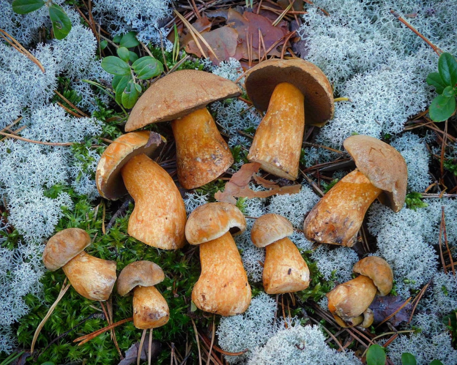 Грибы Алтая